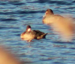Aythya affinis