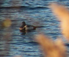 Aythya affinis