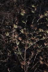 Cordylanthus rigidus setigerus