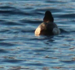 Aythya affinis