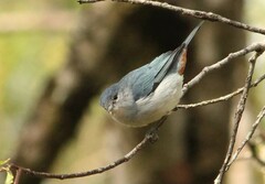 Conirostrum speciosum