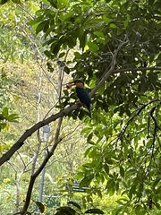 Pelargopsis capensis