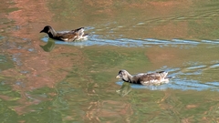 Gallinula chloropus