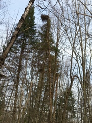 Chrysomyxa arctostaphyli