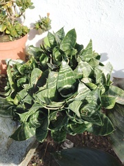 Sansevieria trifasciata