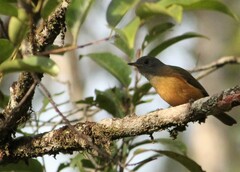 Mionectes rufiventris