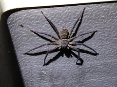 Heteropoda venatoria