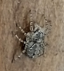 Saitis variegatus