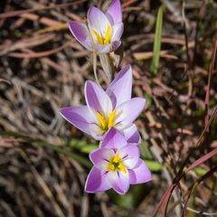Hesperantha schelpeana