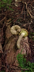 Craterellus