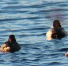 Aythya affinis