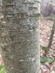 Betula lenta