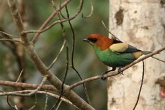 Stilpnia peruviana