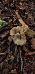 Craterellus