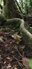 Craterellus