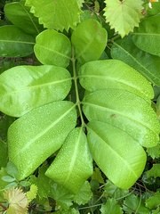 Cupaniopsis anacardioides