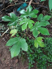 Cecropia peltata