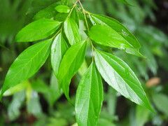 Celtis tetrandra