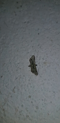 Sufetula