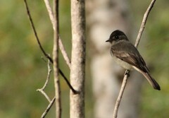 Contopus cinereus