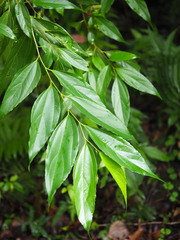 Celtis tetrandra
