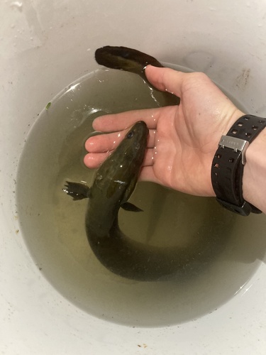 American eel (Anguilla rostrata) — Anguillidae — 5