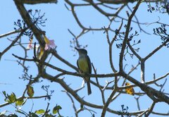 Myiarchus tyrannulus