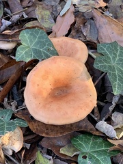 Paralepista