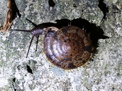 Plectotropis mackensii