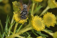Brachygastra lecheguana