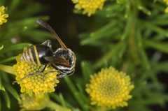 Brachygastra lecheguana