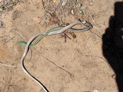 Philothamnus semivariegatus