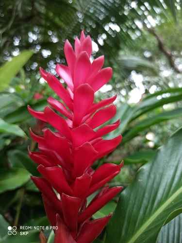 Alpinia purpurata