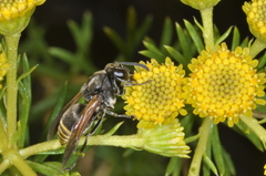 Brachygastra lecheguana