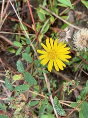 Chrysopsidinae