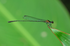 Prodasineura verticalis