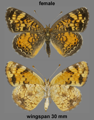 Phyciodes tharos orantain