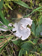 Peltigera canina