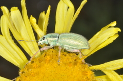 Naupactus auripes