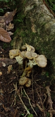 Craterellus