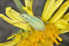 Naupactus auripes