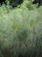 Allocasuarina nana