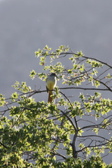 Myiarchus tyrannulus