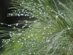Allocasuarina nana