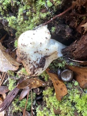 Hygrophorus eburneus
