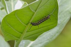 Danaus chrysippus chrysippus