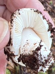 Hygrophorus eburneus