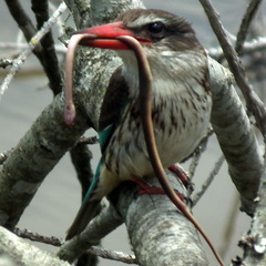Lycodonomorphus rufulus