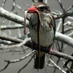 Lycodonomorphus rufulus