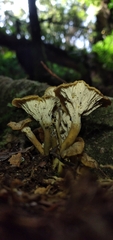 Craterellus